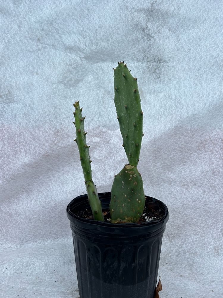opuntia-stricta-prickly-pear-cactus