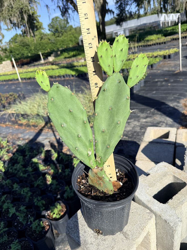 opuntia-stricta-prickly-pear-cactus