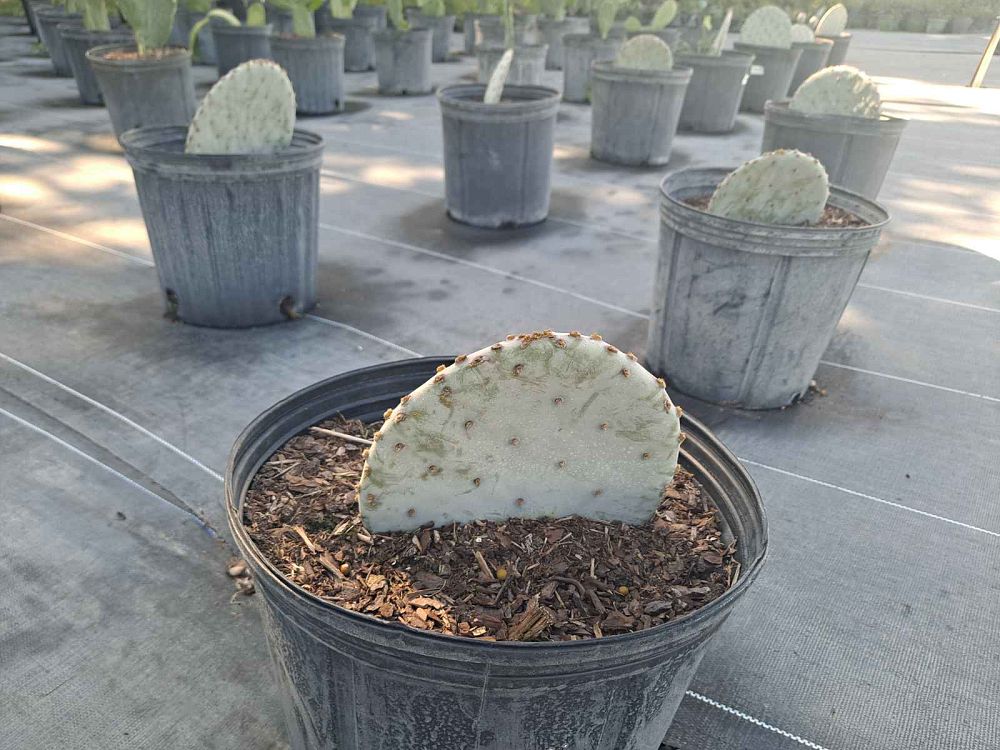 opuntia-violacea
