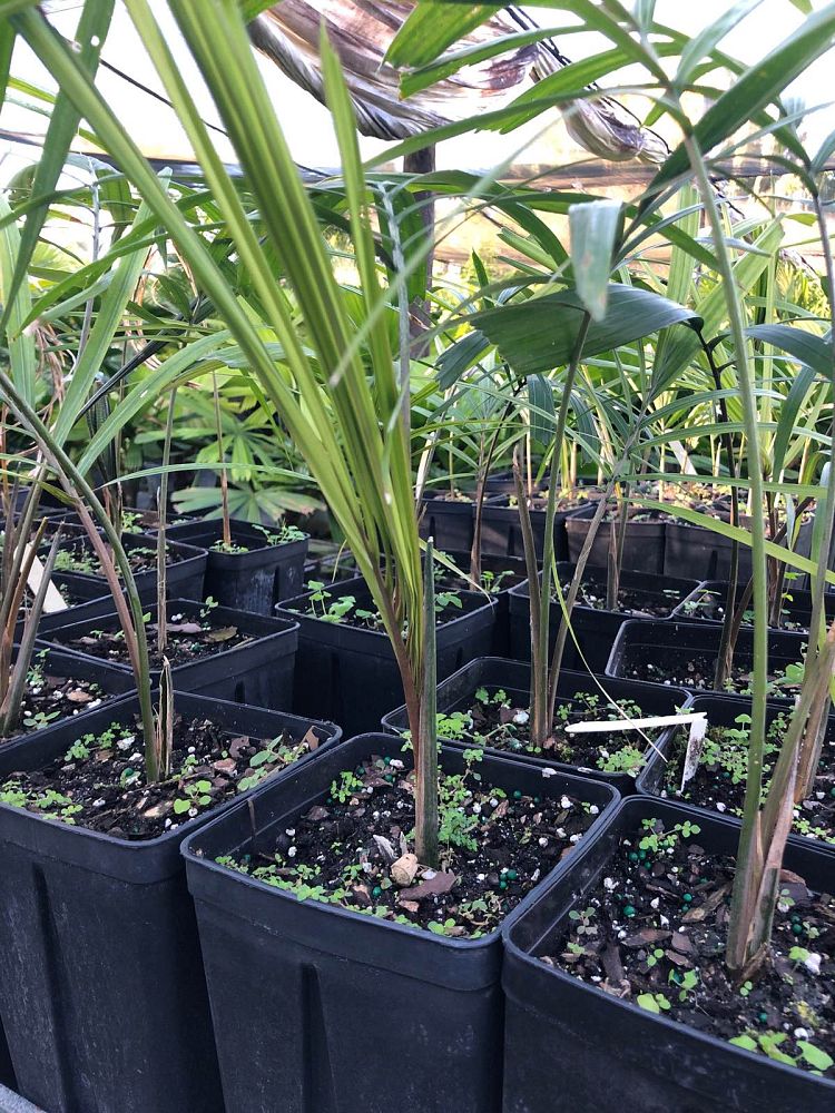 orania-sp-palm