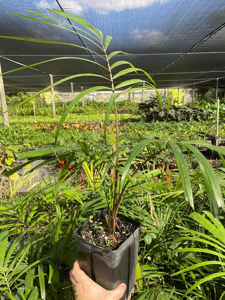 orania-sp-palm