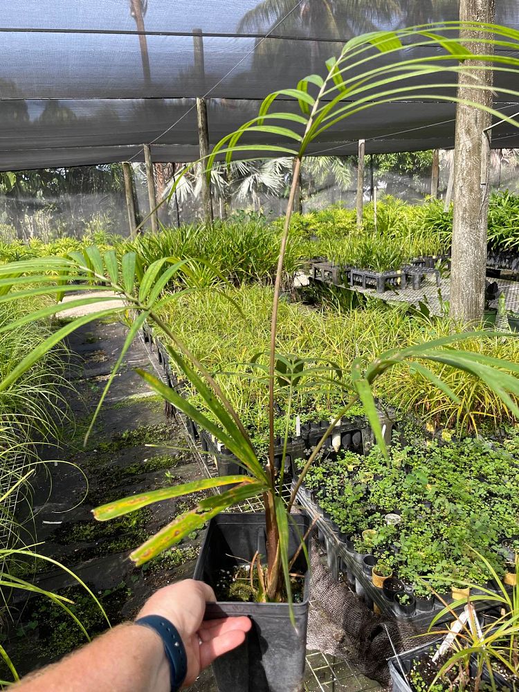 orania-sp-palm