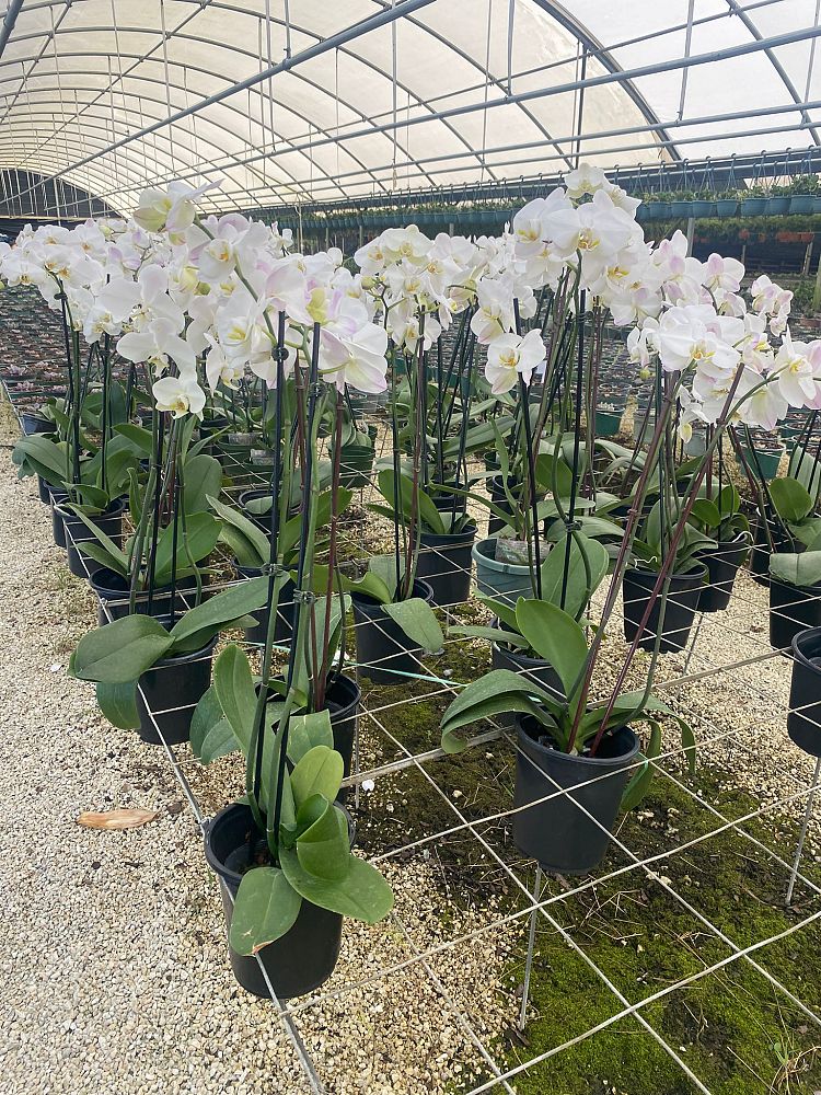 orchids-assorted