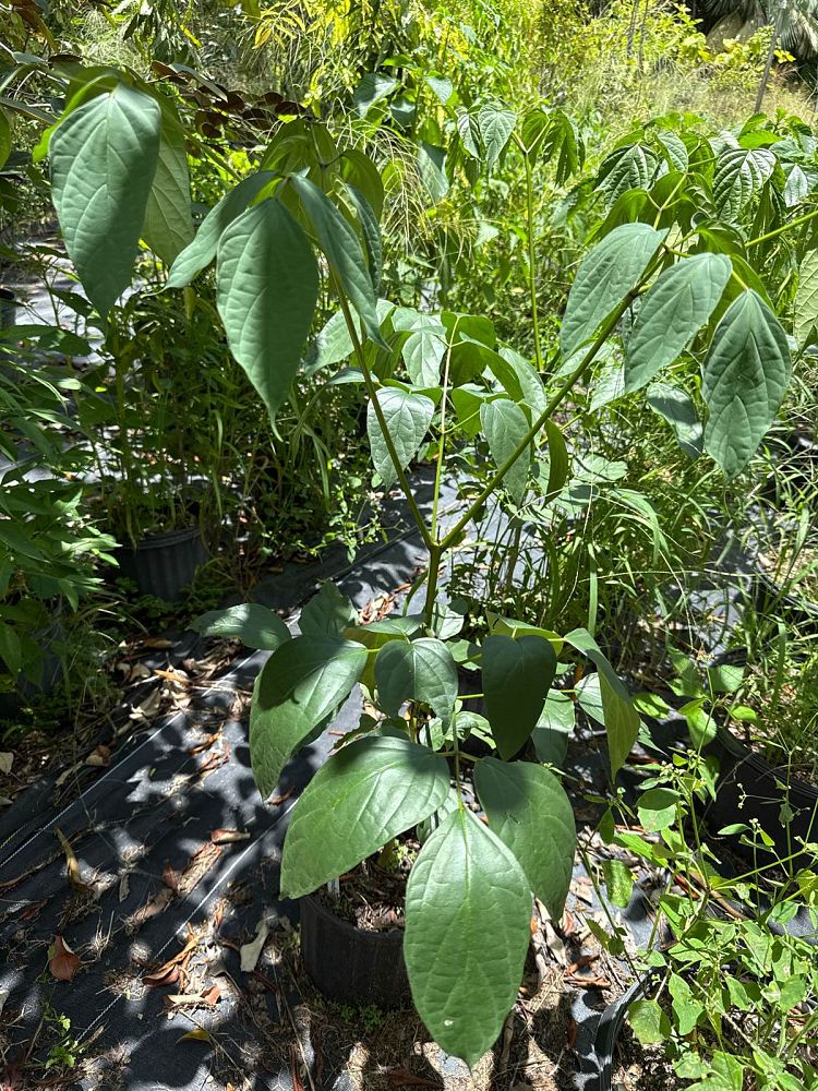 oroxylum-indicum-broken-bones-plant-indian-trumpet-flower-tree-of-damocles-midnight-horror
