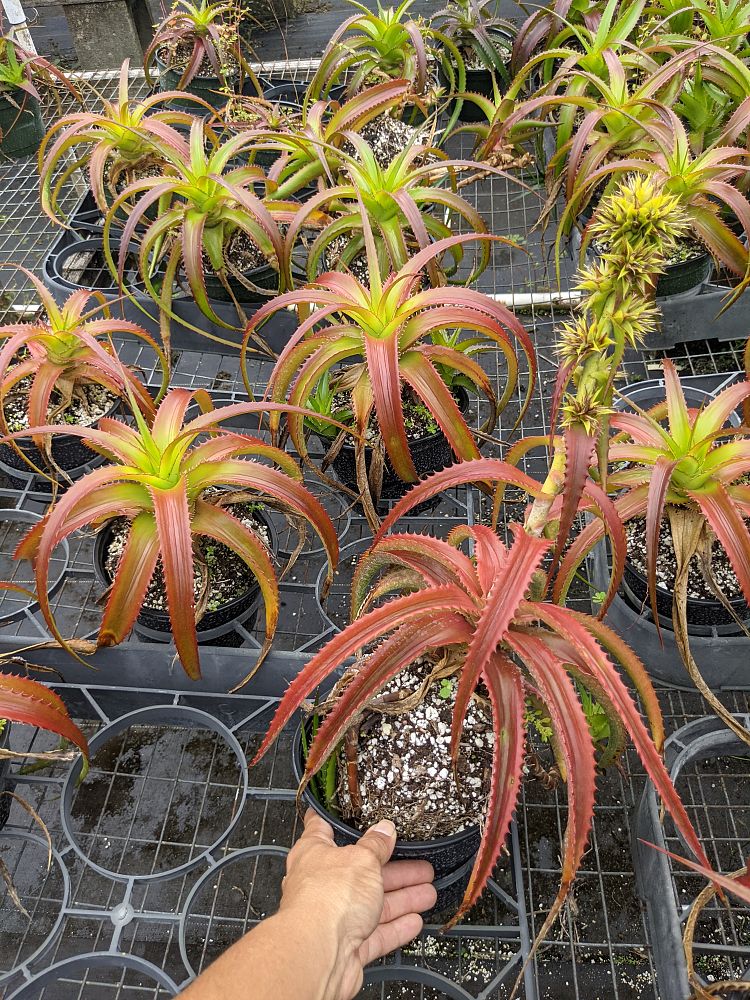 orthophytum-glabrum-bromeliad