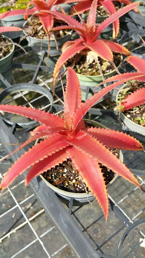 orthophytum-grossiorum
