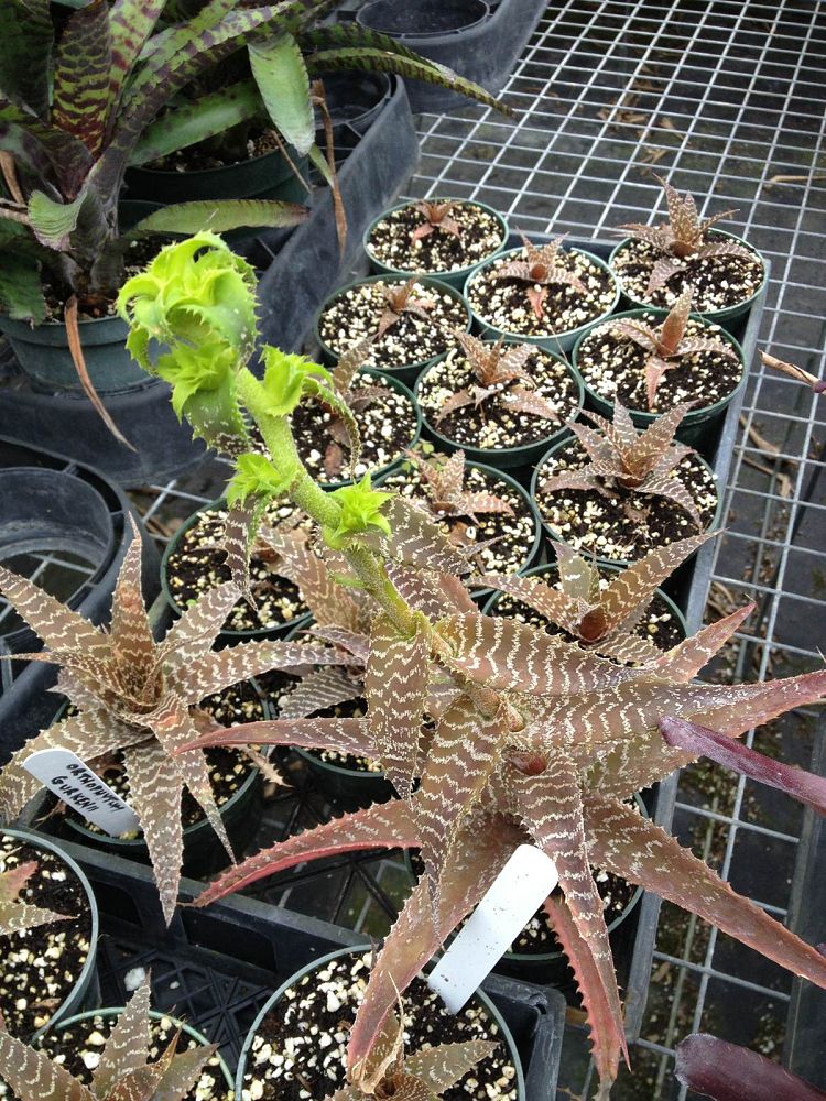 orthophytum-gurkenii-bromeliad