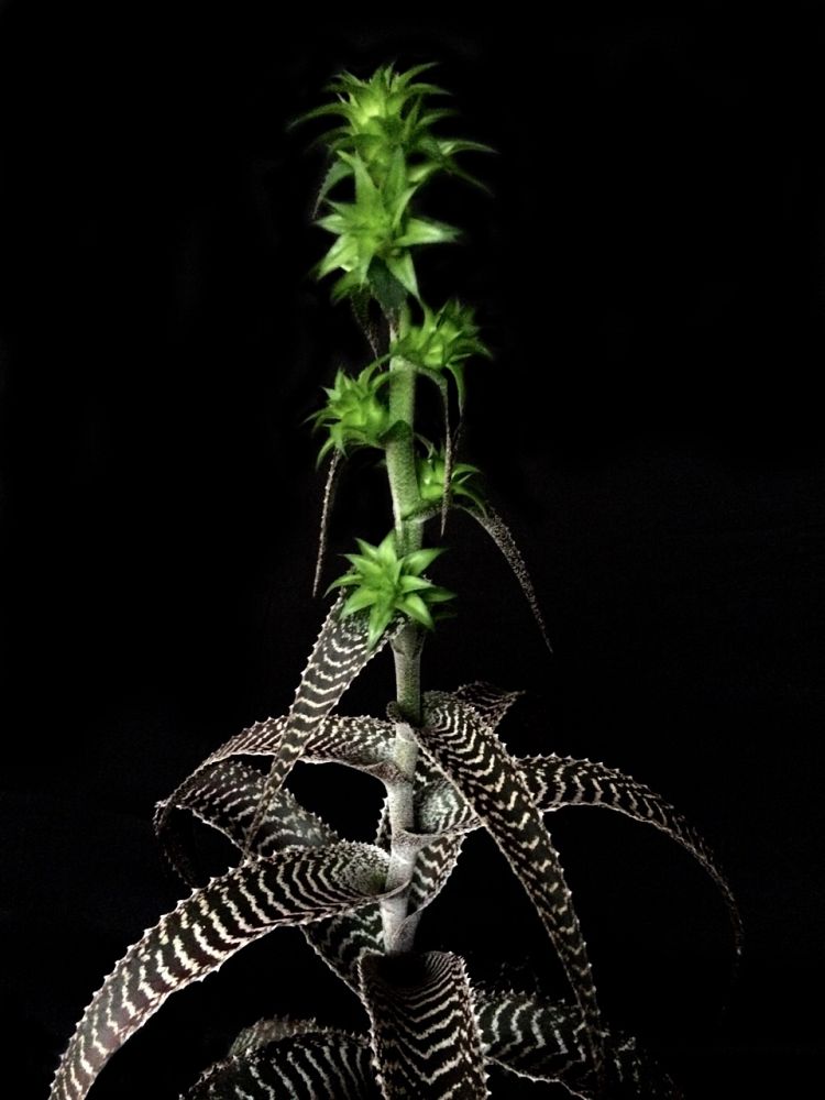orthophytum-gurkenii-bromeliad