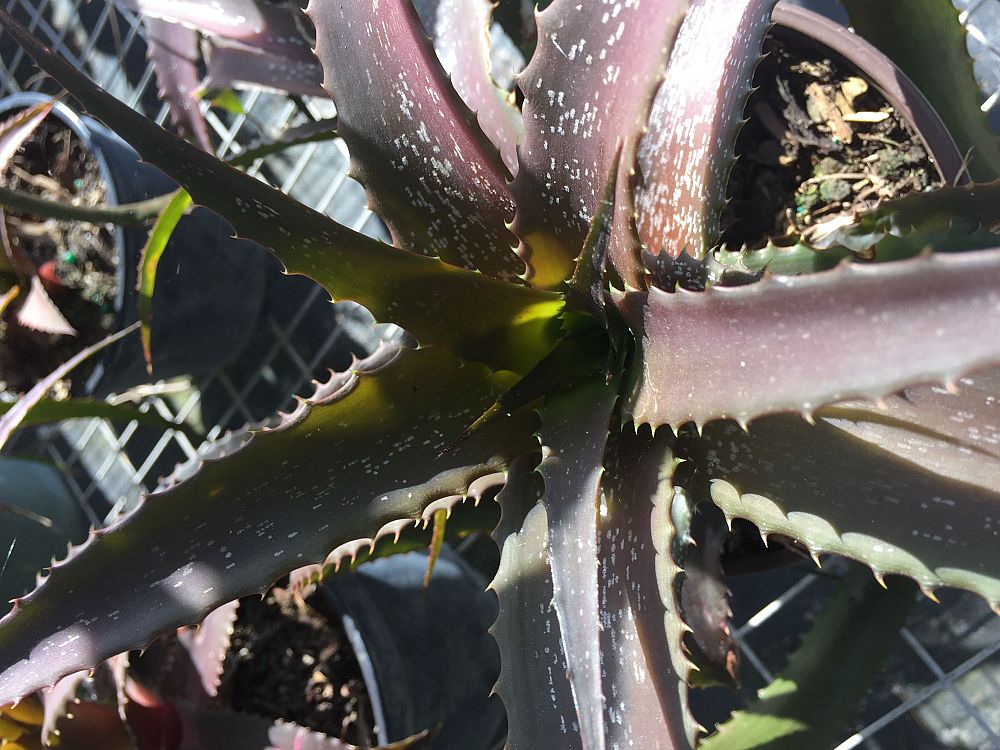 orthophytum-iron-ore