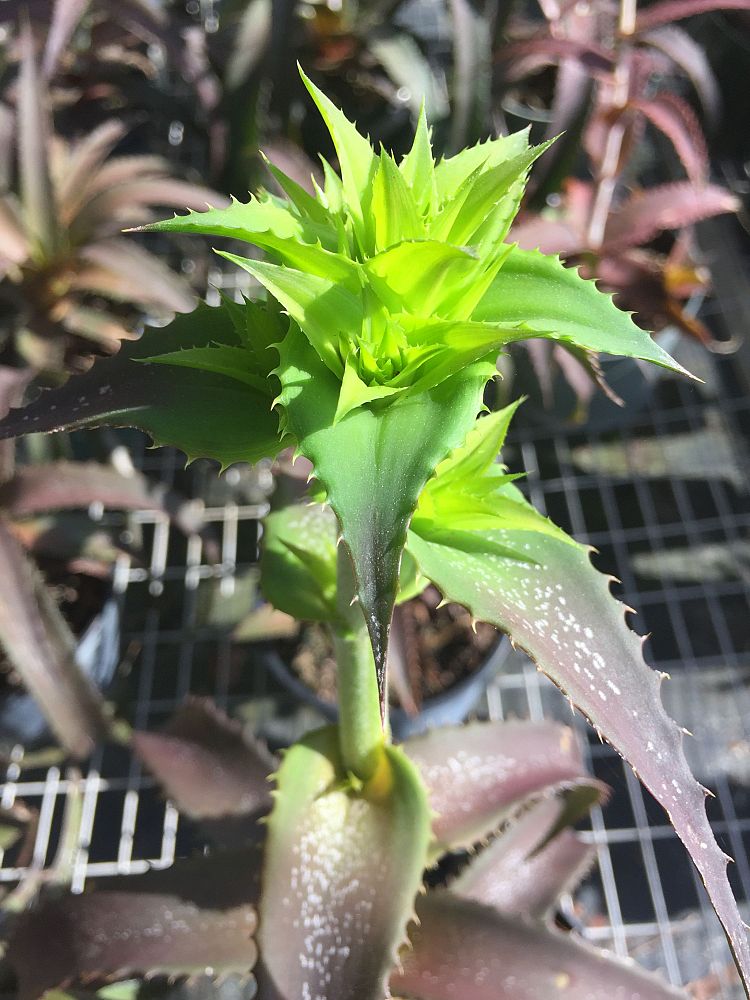 orthophytum-iron-ore