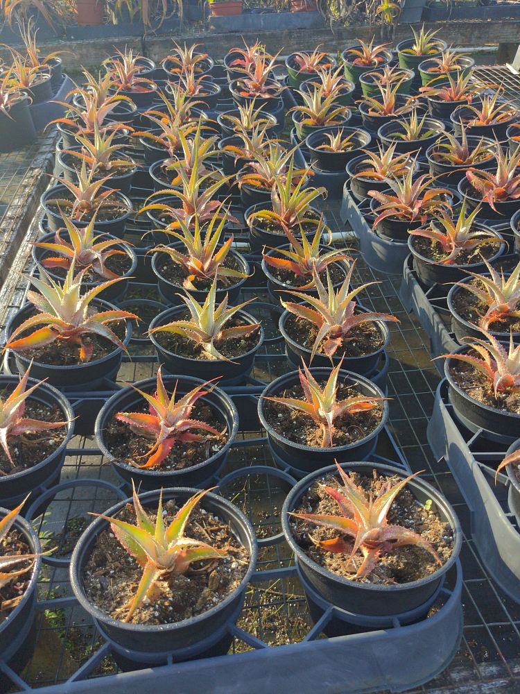 orthophytum-lanuginosum