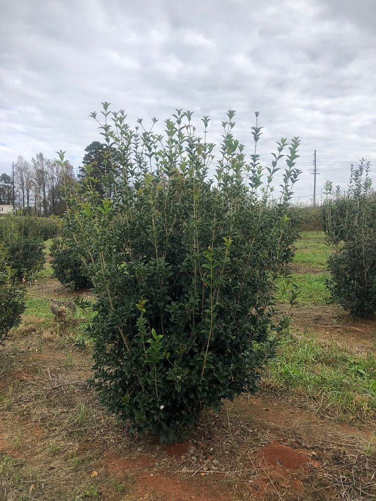 osmanthus-fortunei-fortune-s-osmanthus
