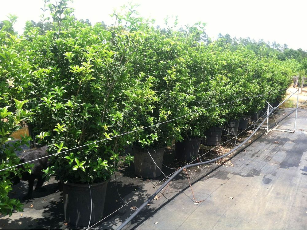 osmanthus-fortunei-fortune-s-osmanthus