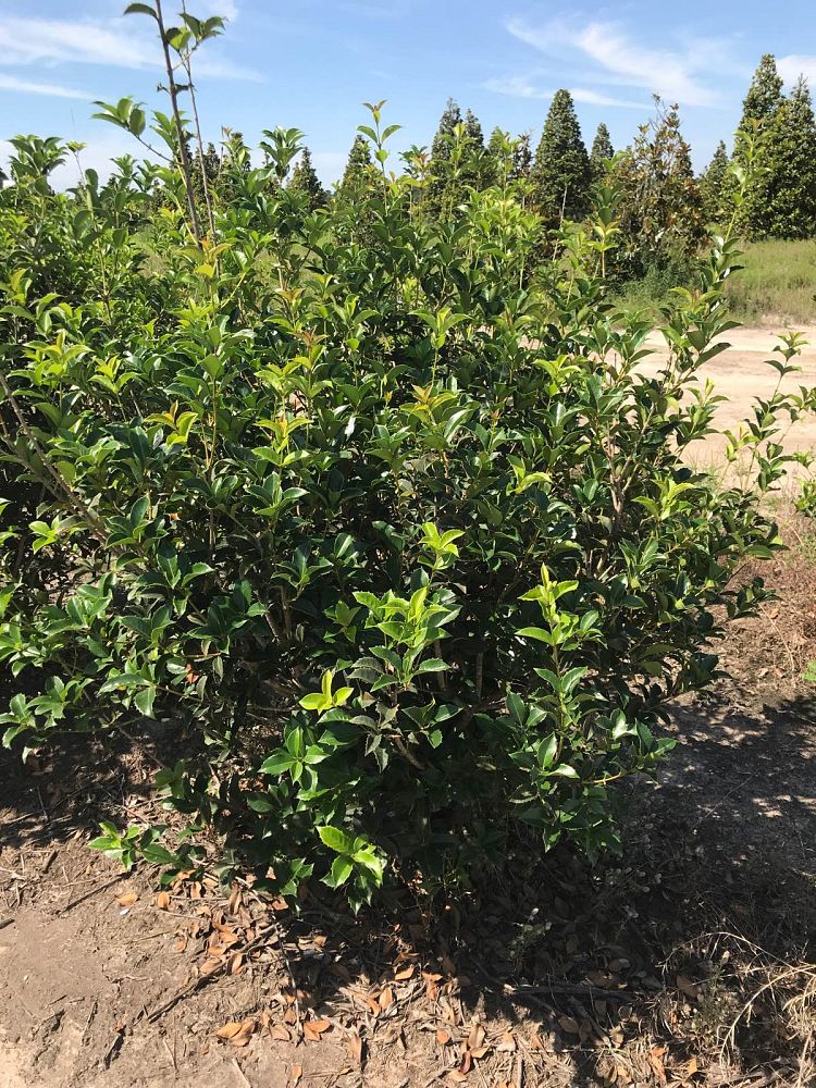 osmanthus-fortunei-fortune-s-osmanthus
