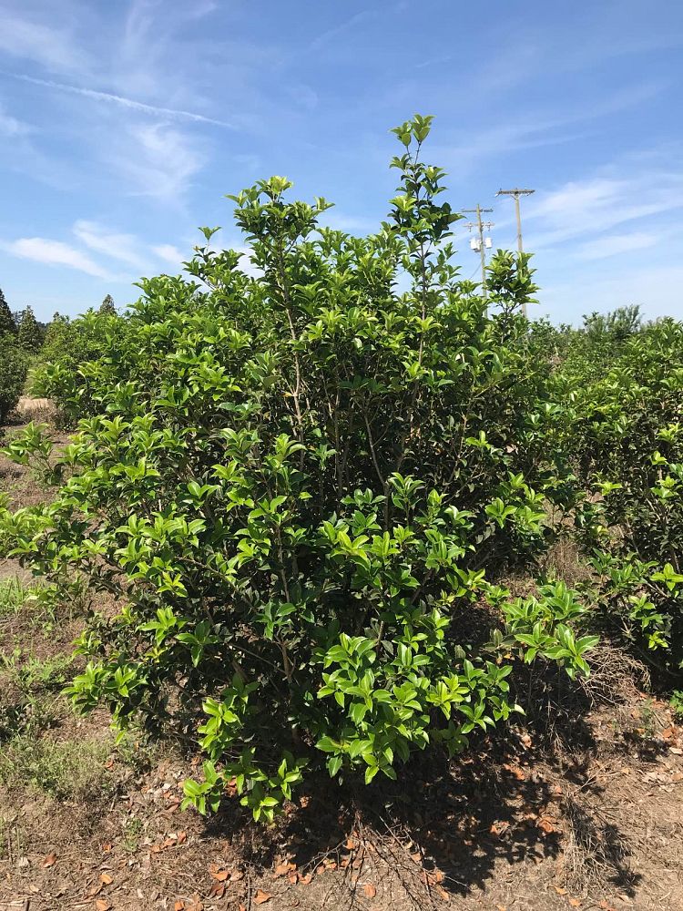 osmanthus-fortunei-fortune-s-osmanthus