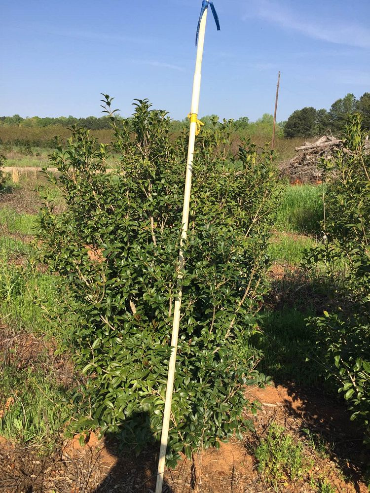 osmanthus-fortunei-fortune-s-osmanthus