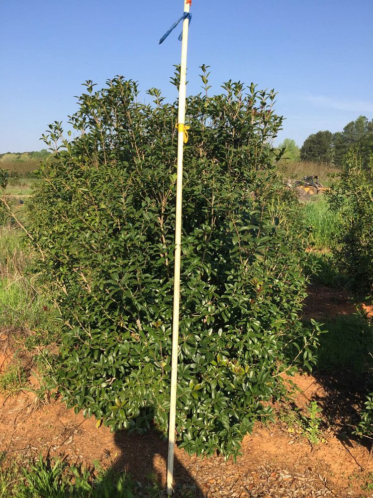 osmanthus-fortunei-fortune-s-osmanthus