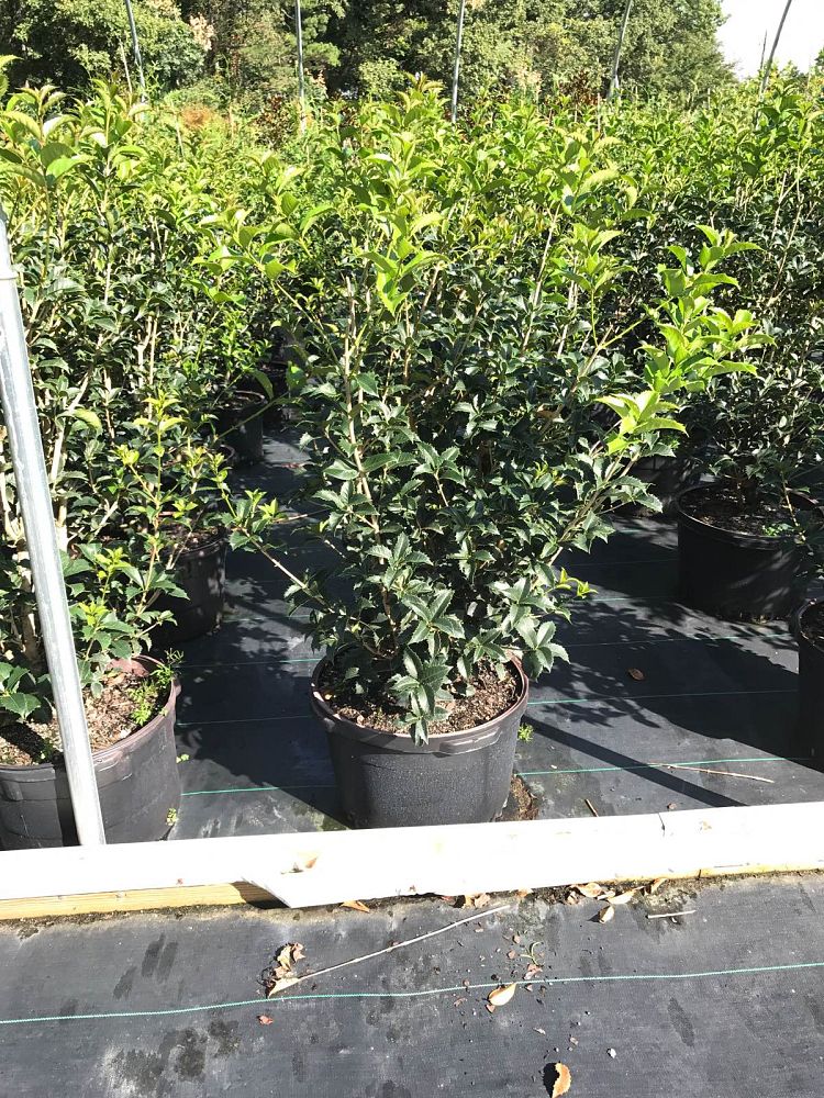 osmanthus-fortunei-fortune-s-osmanthus