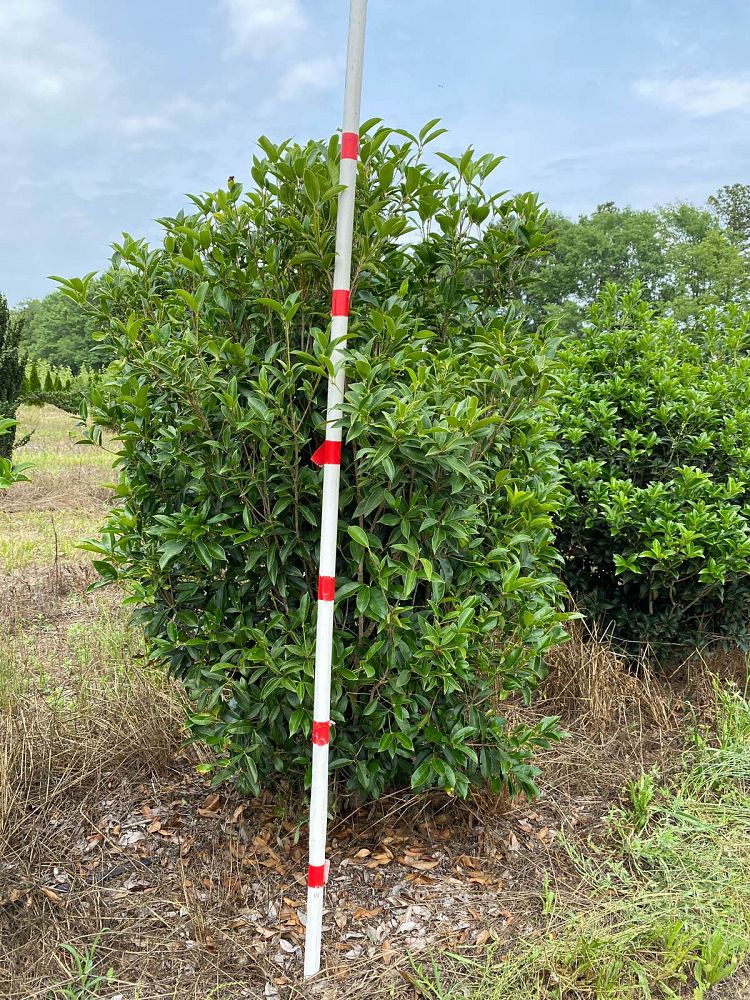 osmanthus-fortunei-fortune-s-osmanthus