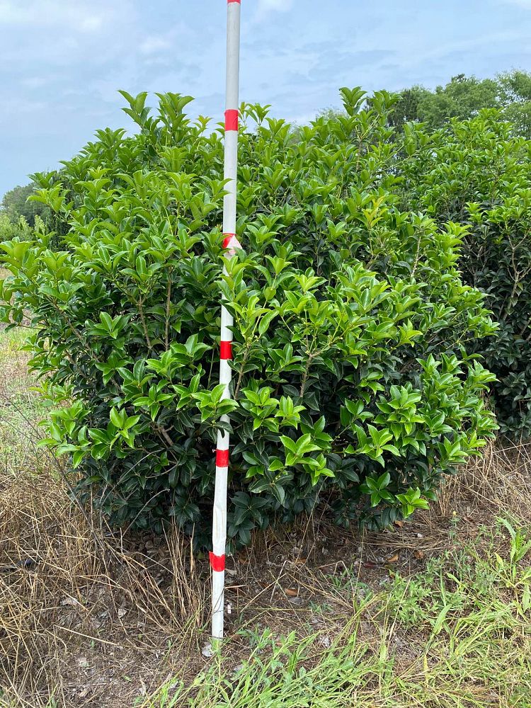 osmanthus-fortunei-fortune-s-osmanthus