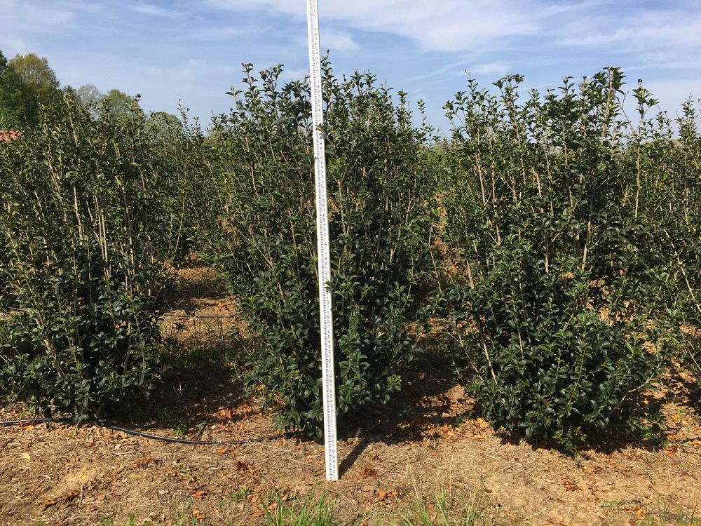 osmanthus-fortunei-fortune-s-osmanthus