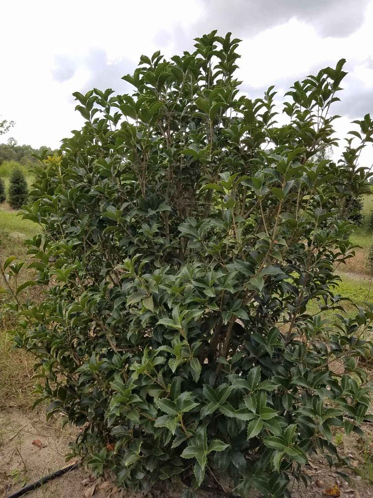 osmanthus-fortunei-fortune-s-osmanthus
