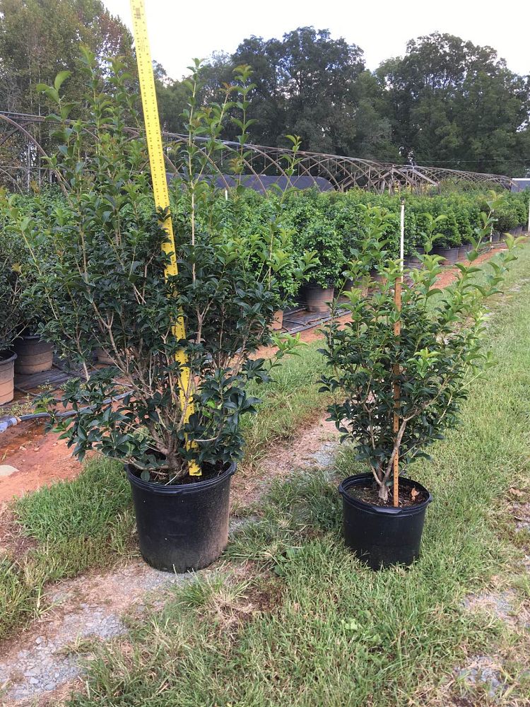osmanthus-fortunei-fortune-s-osmanthus