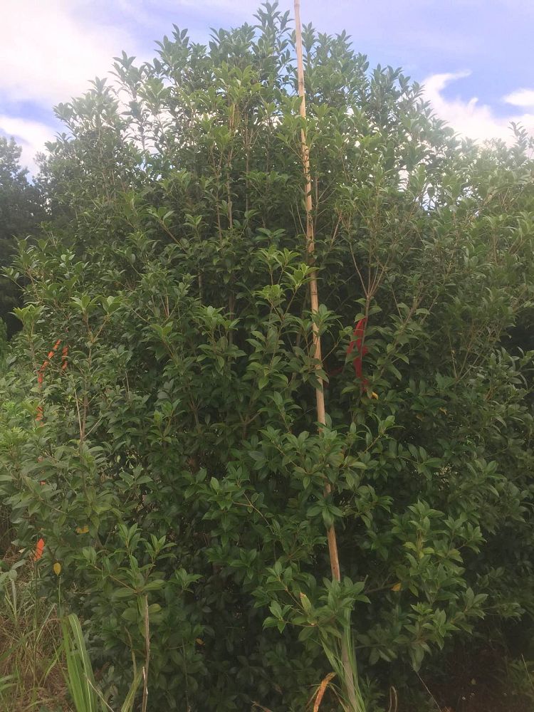 osmanthus-fortunei-fortune-s-osmanthus