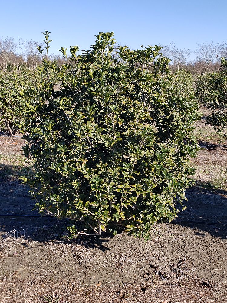 osmanthus-fortunei-fortune-s-osmanthus
