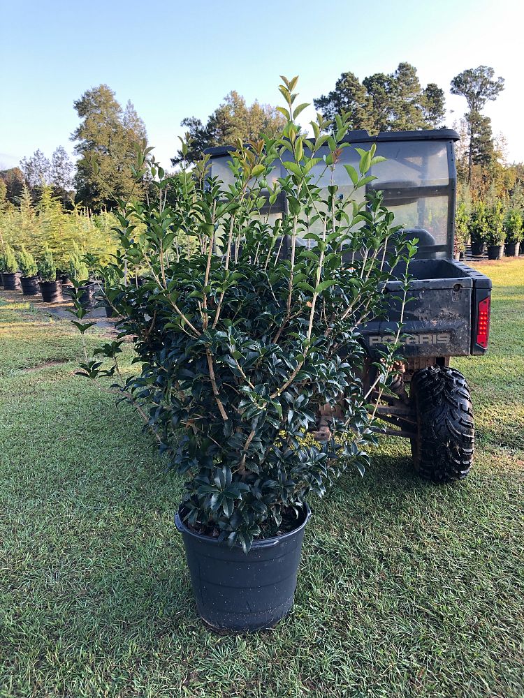 osmanthus-fortunei-fortune-s-osmanthus