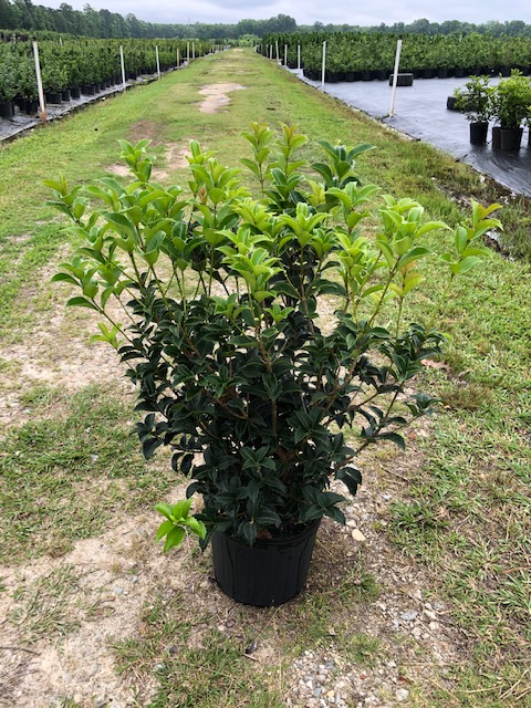 osmanthus-fortunei-fortune-s-osmanthus