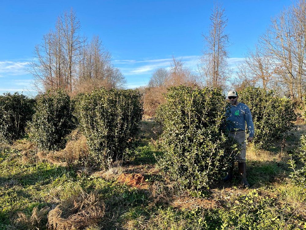 osmanthus-fortunei-fortune-s-osmanthus