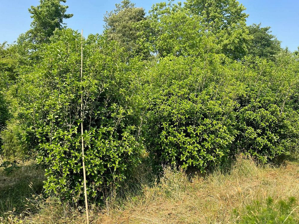 osmanthus-fortunei-fortune-s-osmanthus