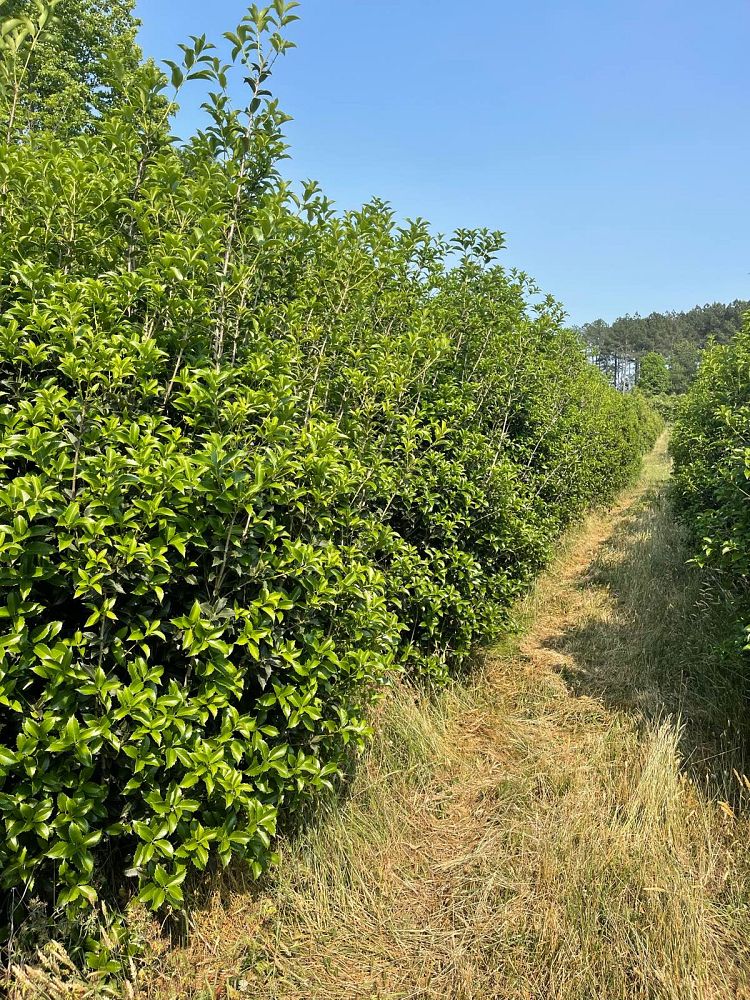 osmanthus-fortunei-fortune-s-osmanthus