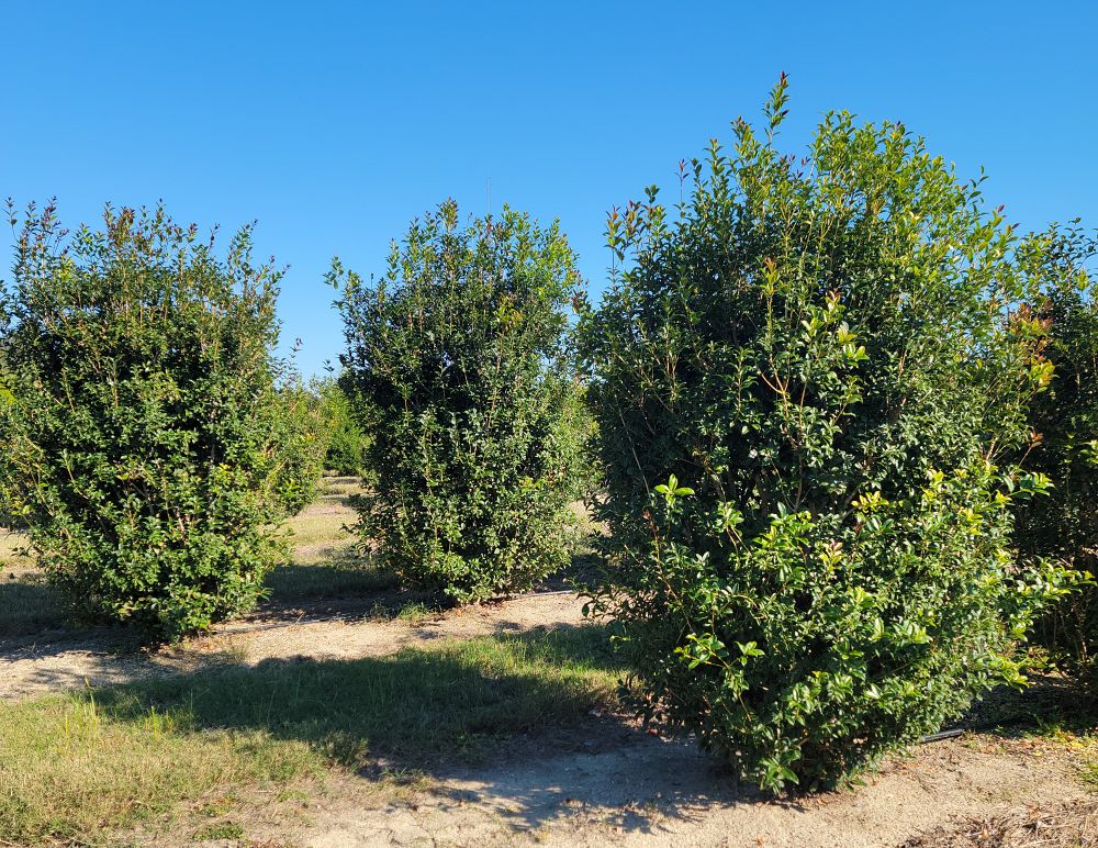 osmanthus-fortunei-fortune-s-osmanthus