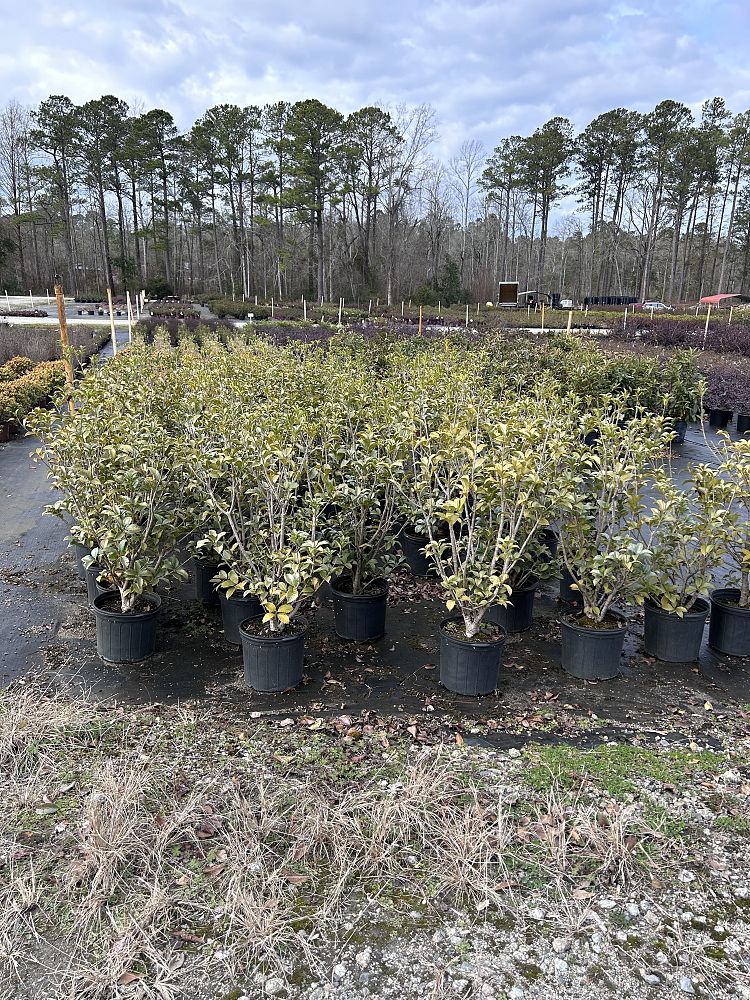 osmanthus-fortunei-fortune-s-osmanthus
