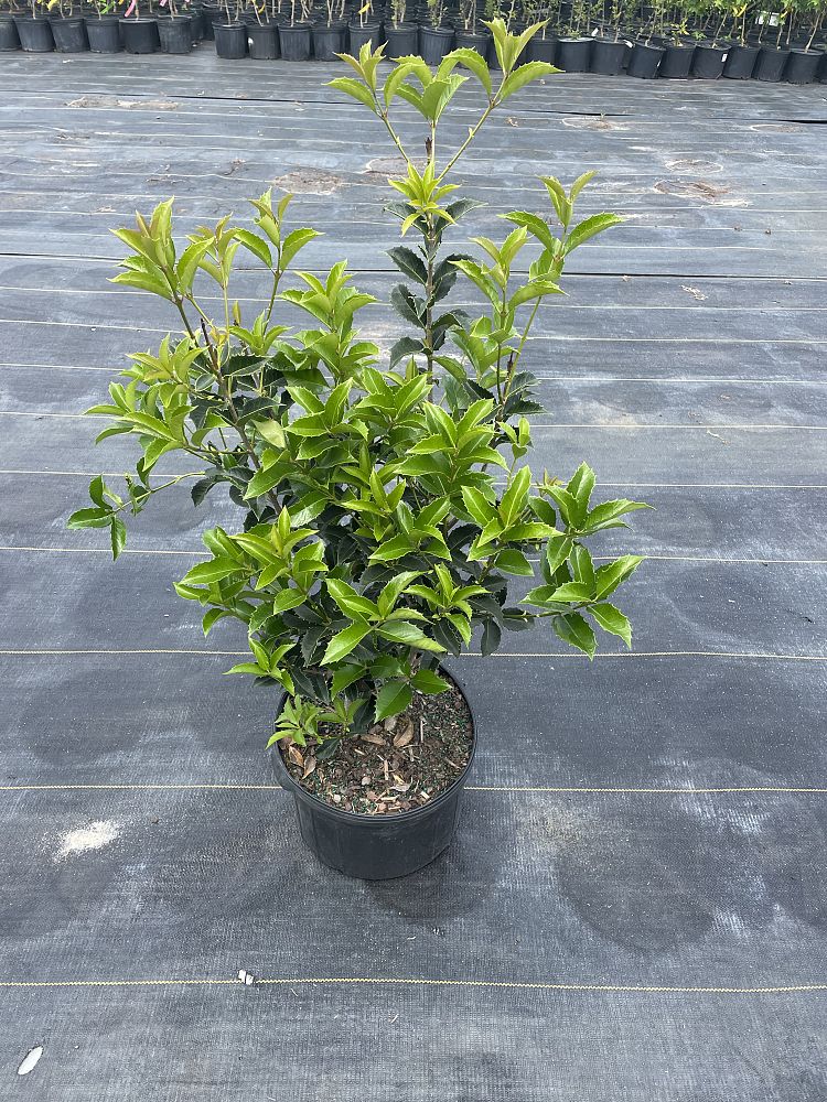 osmanthus-fortunei-fortune-s-osmanthus