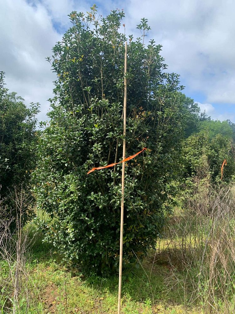 osmanthus-fortunei-fortune-s-osmanthus