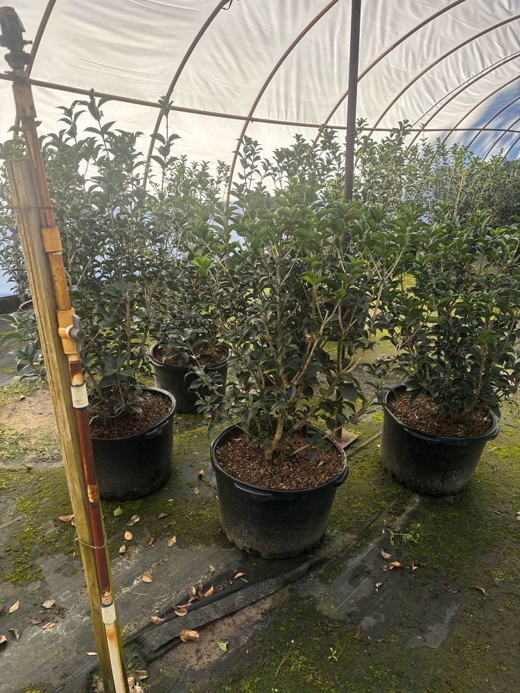 osmanthus-fortunei-fortune-s-osmanthus