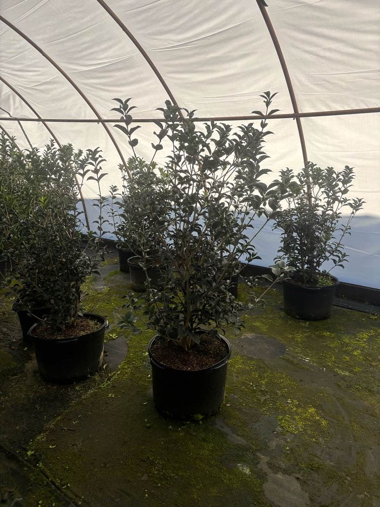 osmanthus-fortunei-fortune-s-osmanthus