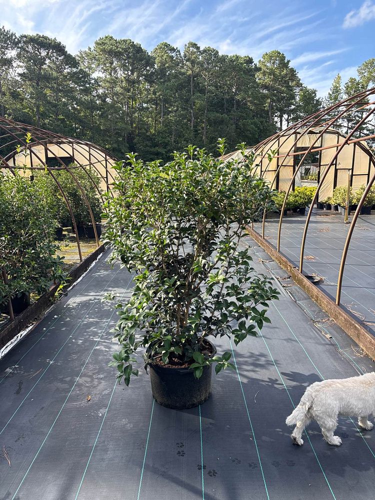 osmanthus-fortunei-fortune-s-osmanthus