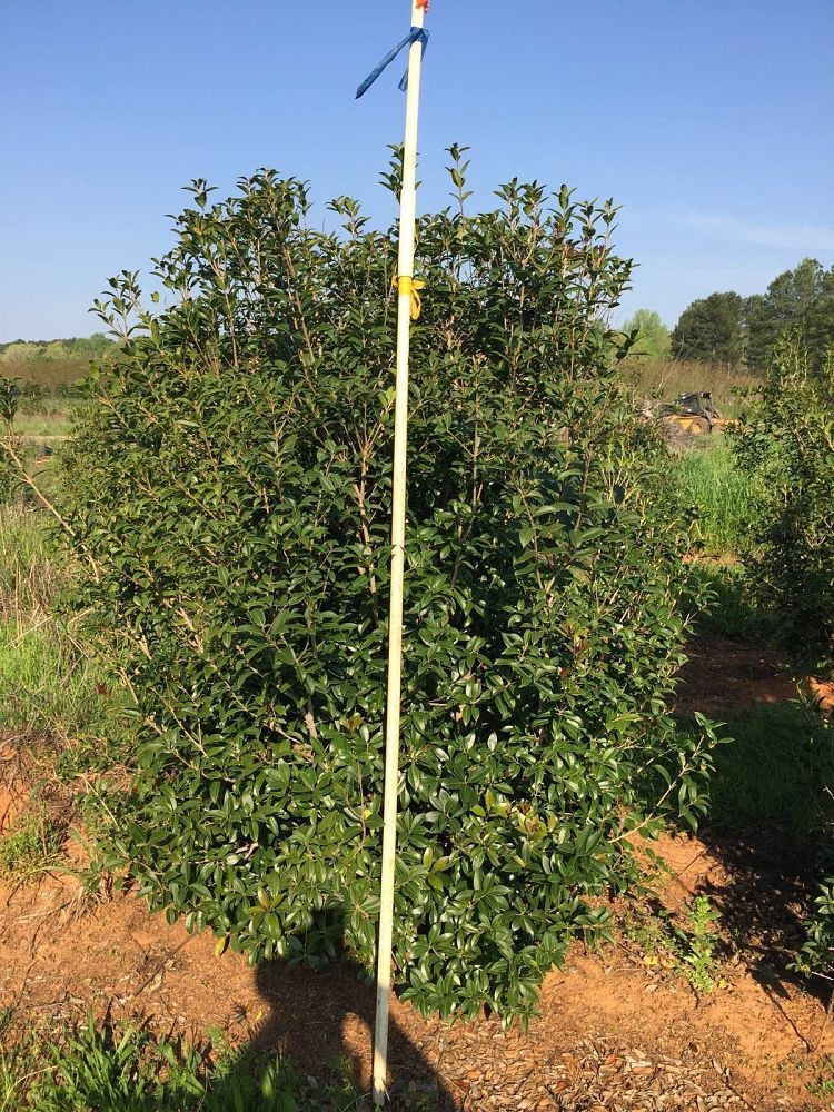 osmanthus-fortunei-fortune-s-osmanthus