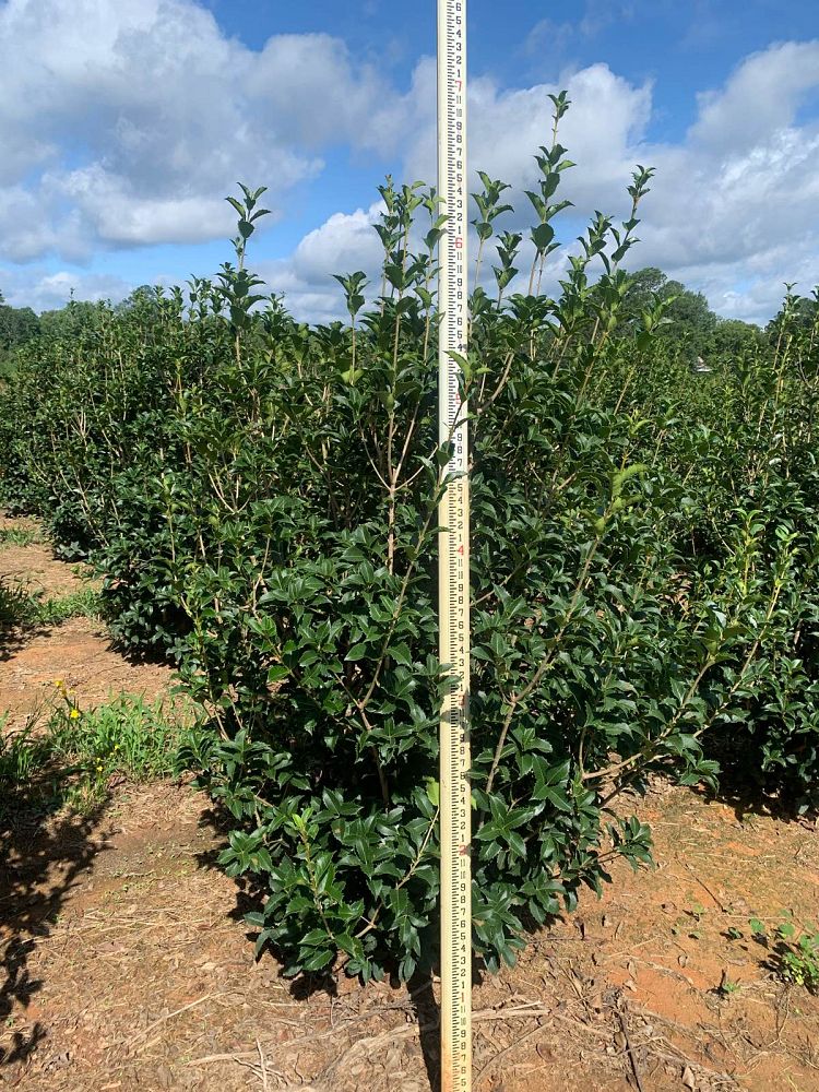 osmanthus-fortunei-fortune-s-osmanthus