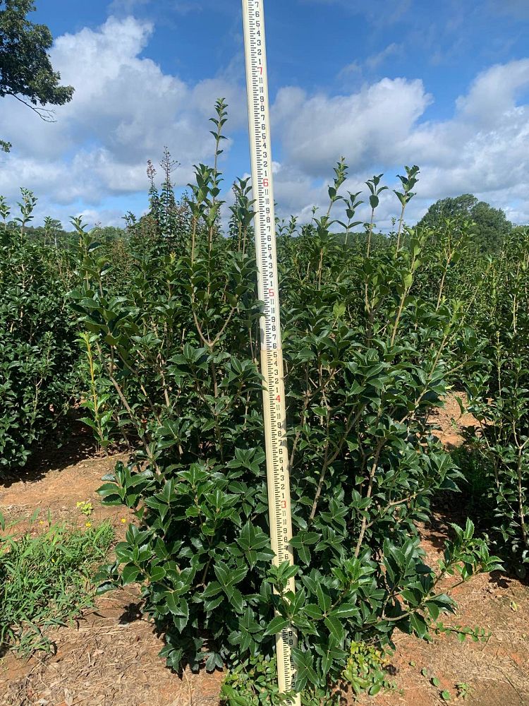osmanthus-fortunei-fortune-s-osmanthus
