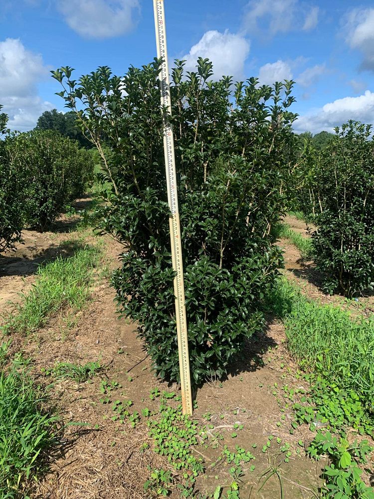 osmanthus-fortunei-fortune-s-osmanthus
