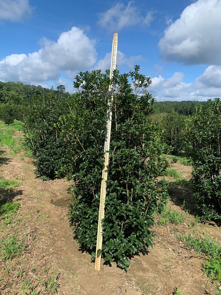 osmanthus-fortunei-fortune-s-osmanthus