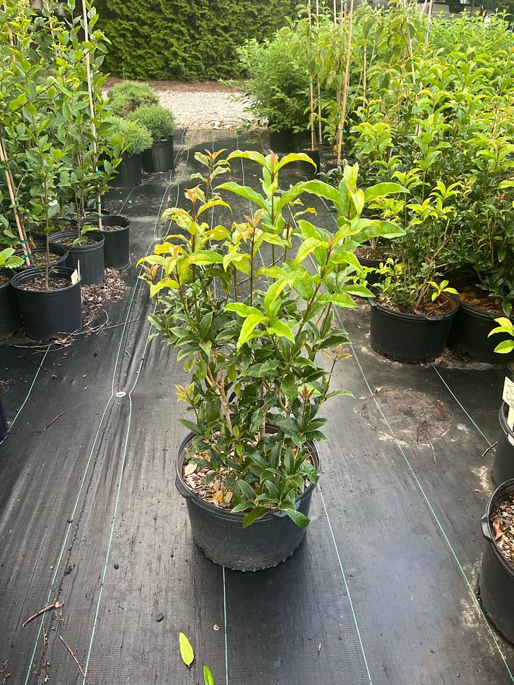 osmanthus-fragrans-aurantiacus-orange-flower-sweet-olive