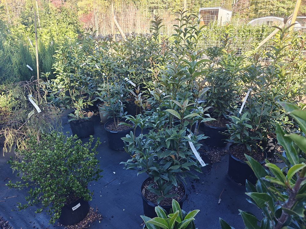 osmanthus-fragrans-aurantiacus-orange-flower-sweet-olive