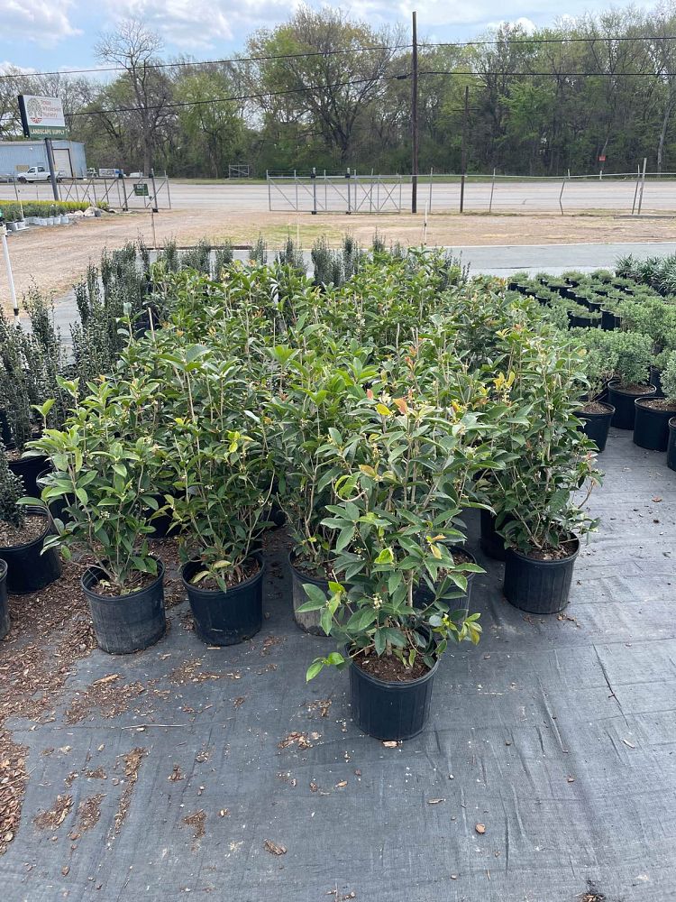 osmanthus-fragrans-fudingzhu-sweet-olive-fudingzhu