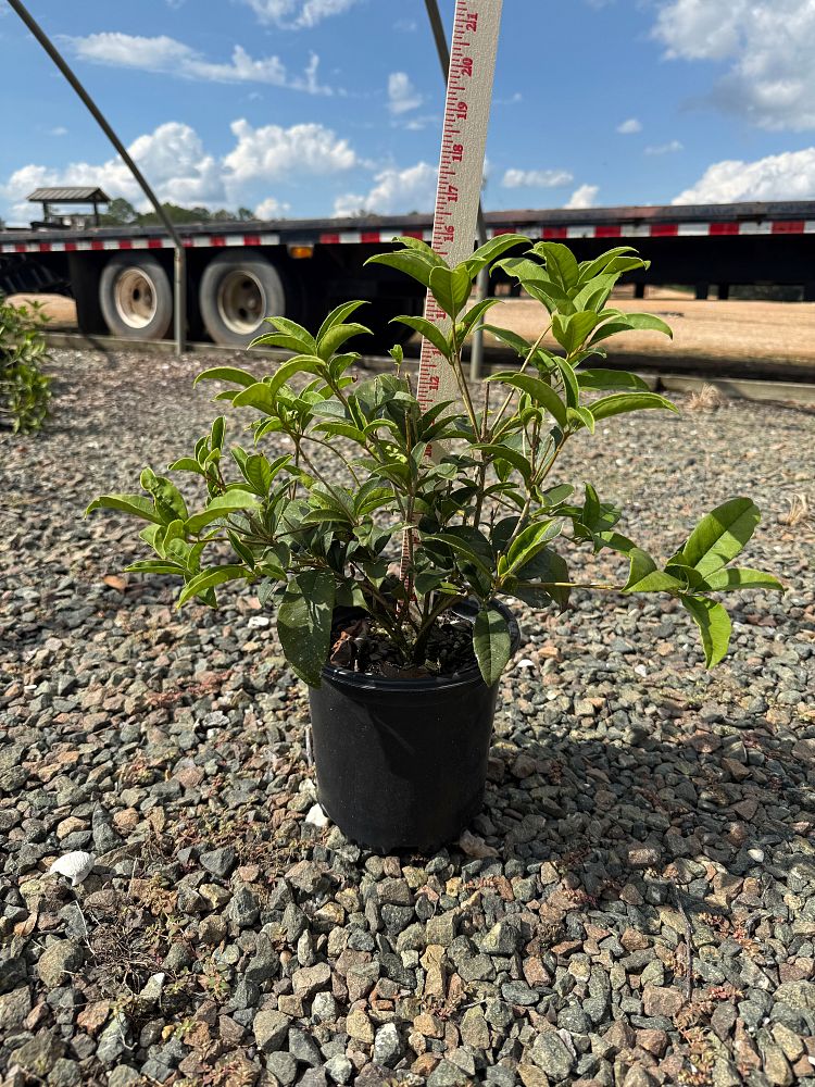 osmanthus-fragrans-fudingzhu-sweet-olive-fudingzhu